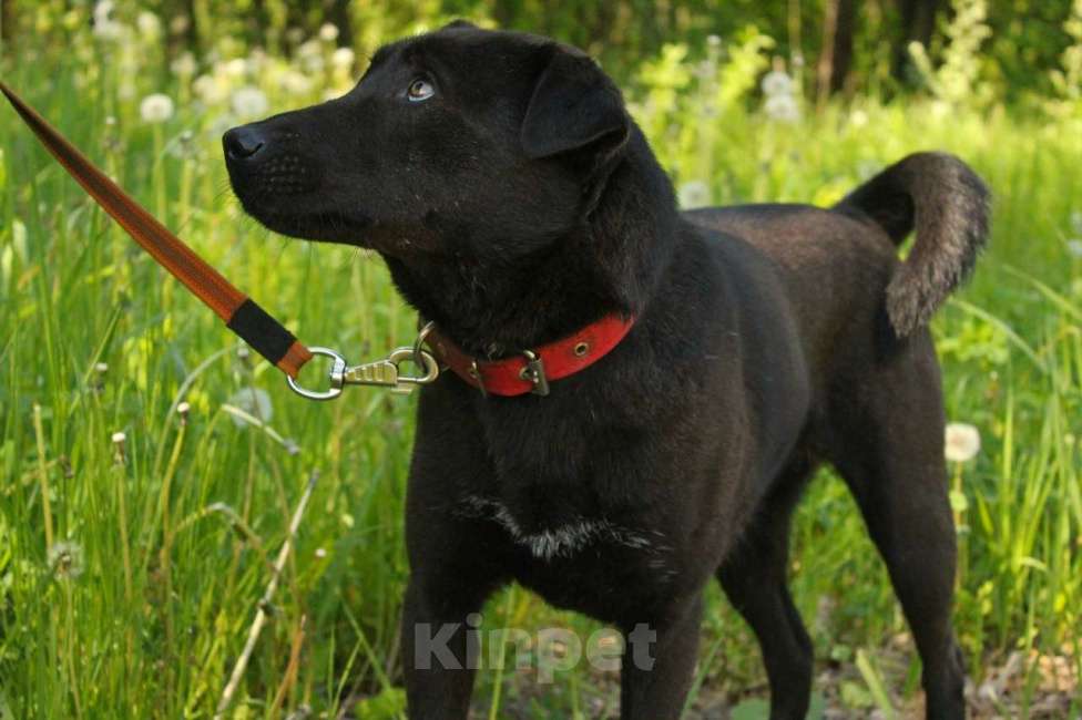 Собаки в Санкт-Петербурге: Небольшая необычная собака ищет дом Девочка, Бесплатно - фото 8