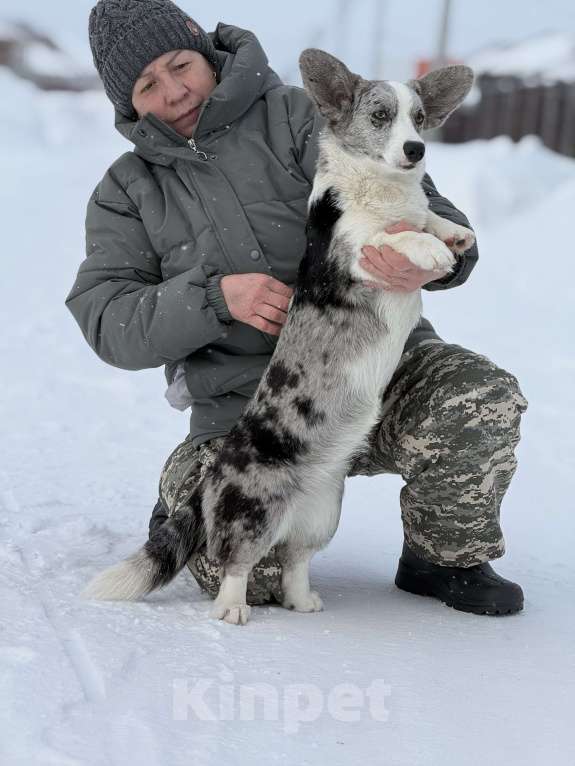 Собаки в Новосибирске: Корги девочка, доставка Девочка, 60 000 руб. - фото 3