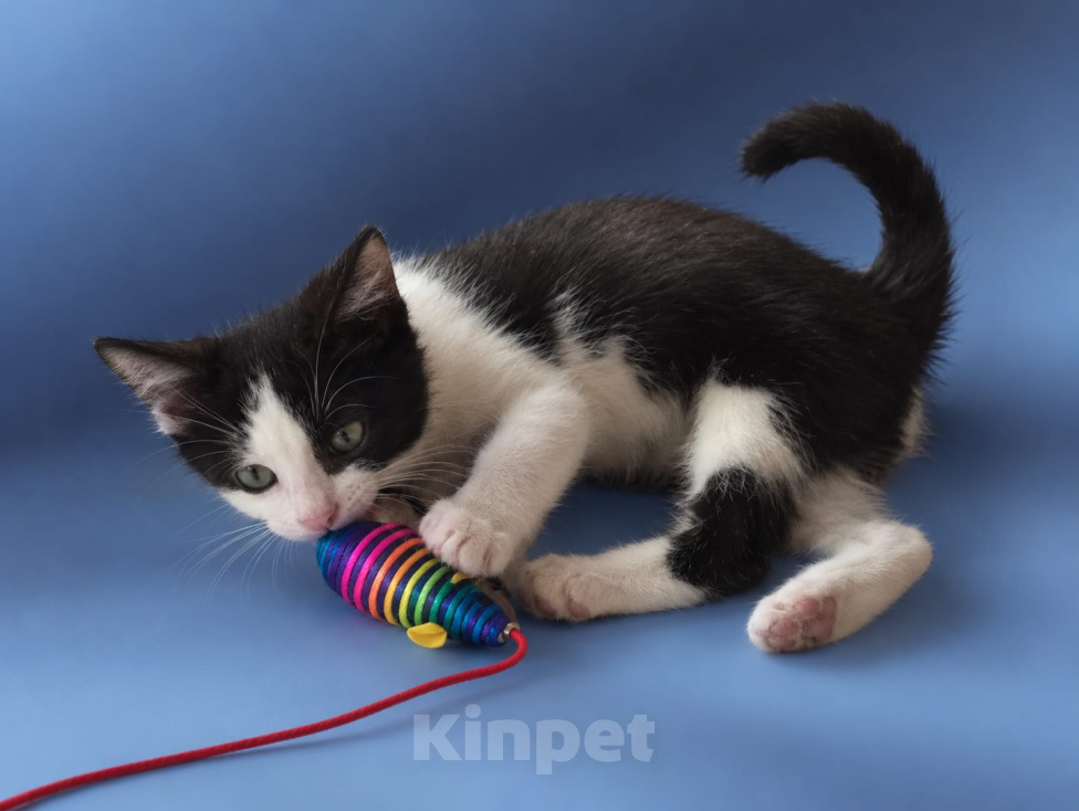 Кошки в Лобне: 🐾Оскар в поиске дома🐾 Мальчик, Бесплатно - фото 2