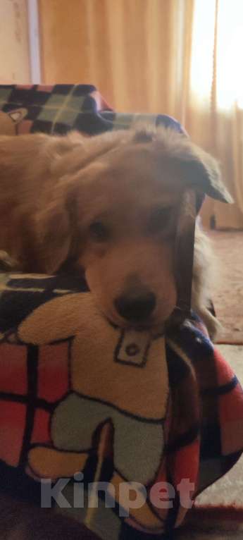 Собаки в Дзержинске: Только в очень любящие руки Девочка, Бесплатно - фото 1