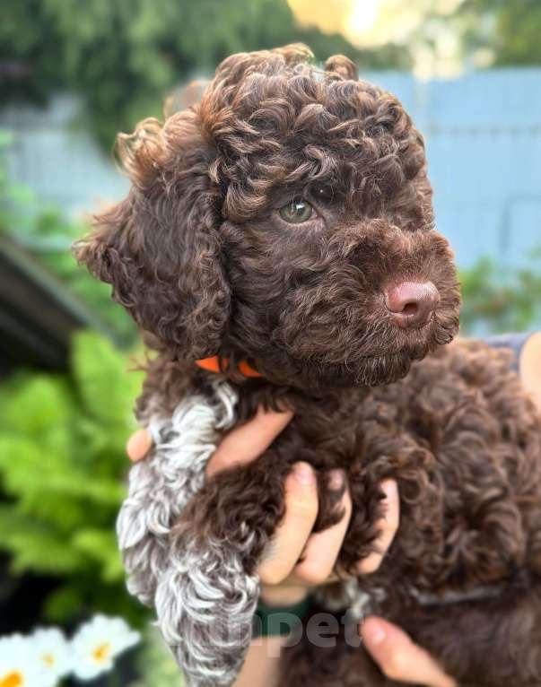 Собаки в других городах Ленинградской области: Щенок Лаготто Романьоло Мальчик, 130 000 руб. - фото 4