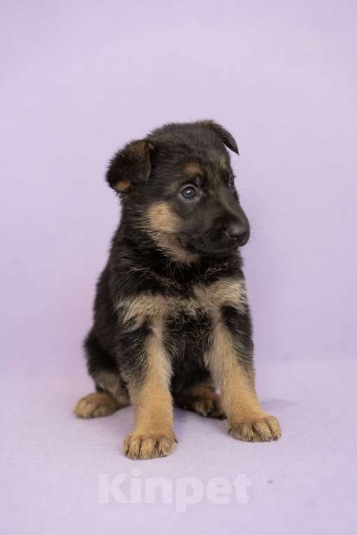 Собаки в Хабаровске: Щенки Немецкой Овчарок  Девочка, 25 000 руб. - фото 2