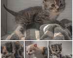 Кошки в Москве: Четыре голубоглазых котёнка ищут новый дом Девочка, Бесплатно - фото 1