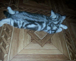 Кошки в Кулебаках: Очаровательные котятки, 6 000 руб. - фото 2