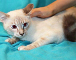 Кошки в Москве: Принцесса чудесный тайский котенок ищет дом. Девочка, Бесплатно - фото 3