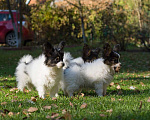 Собаки в Волоколамске: Щенки папийона, питомник РКФ FCI, 65 000 руб. - фото 4