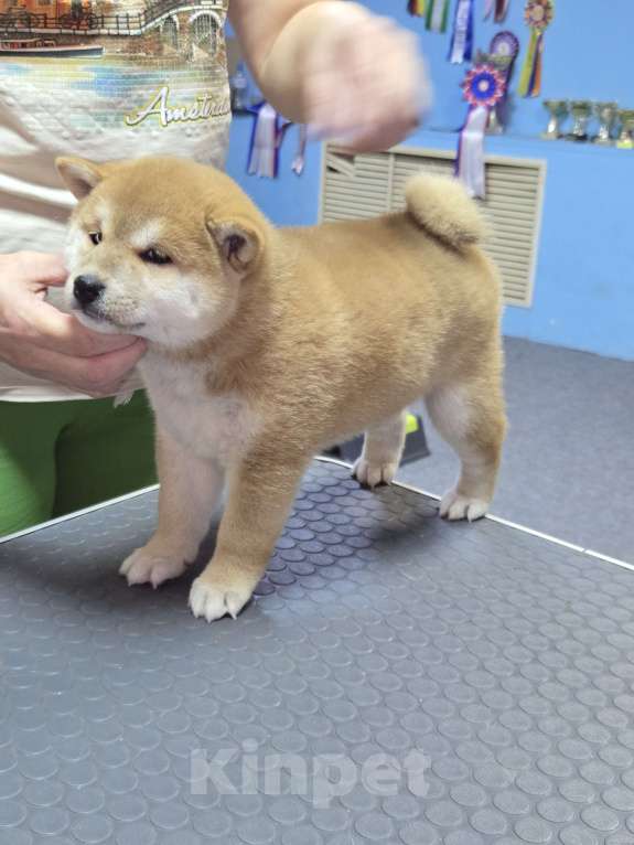 Собаки в Новосибирске: девочка-сиба 2 мес в Новосибирске Девочка, 60 000 руб. - фото 1