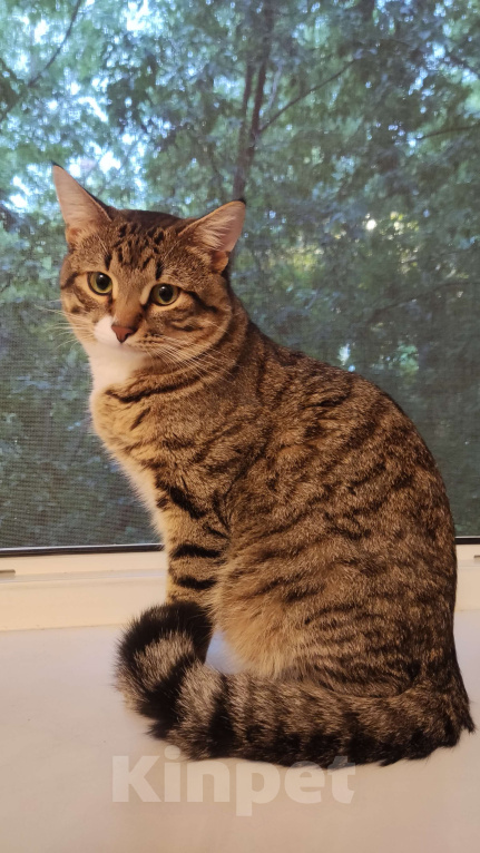 Кошки в Балашихе: Кот для вязки Мальчик, 1 руб. - фото 3