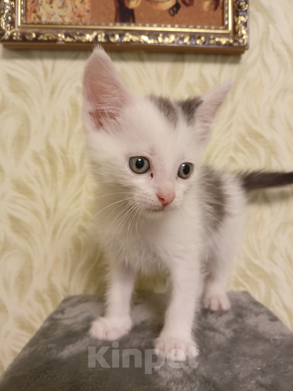 Кошки в других городах Московской области: Малыш ждет Вас 💔 Мальчик, Бесплатно - фото 1