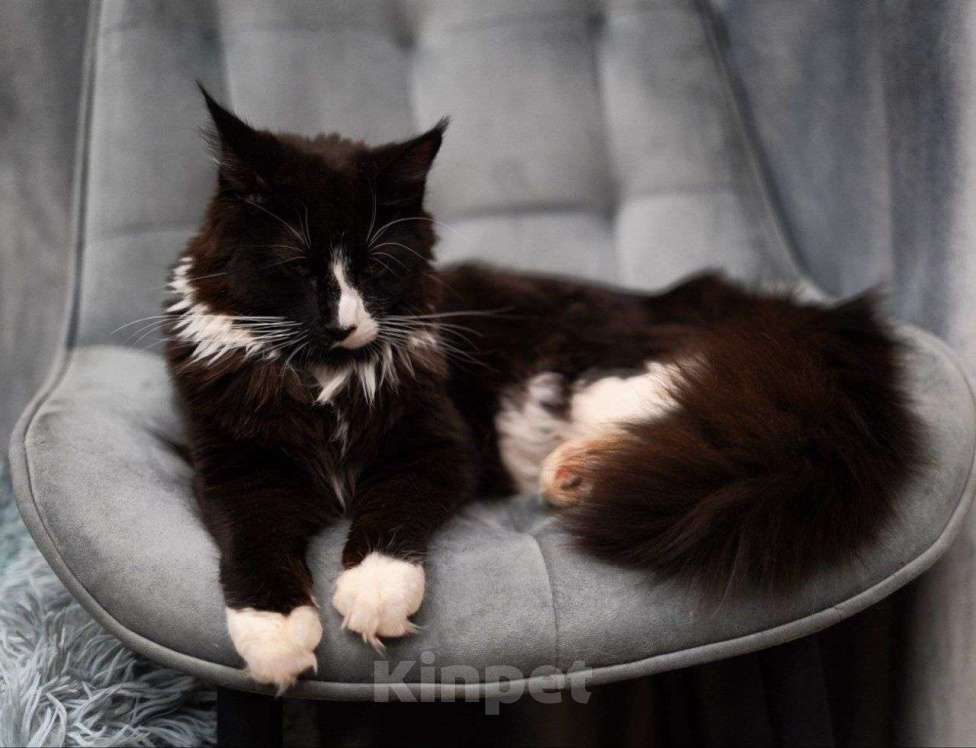 Кошки в Москве: Эксклюзивные котята мейн-кун  Девочка, 25 000 руб. - фото 7