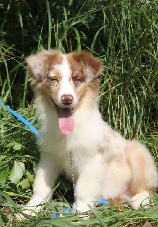 Собаки в Москве: Австралийская овчарка щенки (аусси) Мальчик, 65 000 руб. - фото 5