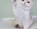 Кошки в Санкт-Петербурге: Британская голубая золотая шиншилла Девочка, 150 000 руб. - фото 3
