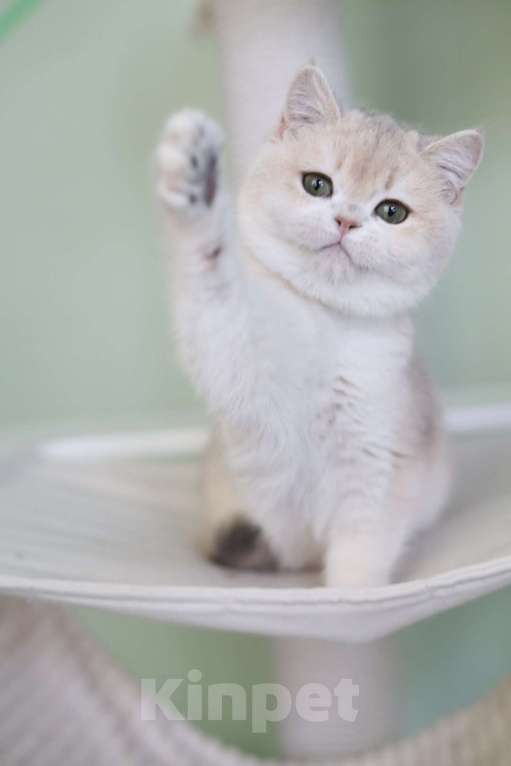 Кошки в Санкт-Петербурге: Британская голубая золотая шиншилла Девочка, 150 000 руб. - фото 3