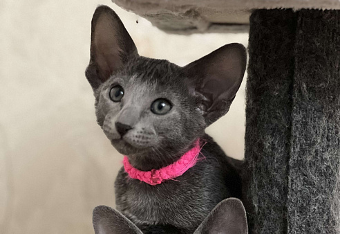 Ориентальная малышка Beatris Беатрис