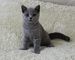 Кошки в Ульяновске: Британские котята Девочка, 20 000 руб. - фото 3