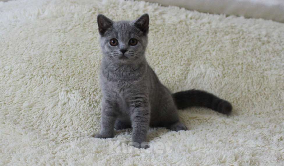 Кошки в Ульяновске: Британские котята Девочка, 20 000 руб. - фото 3