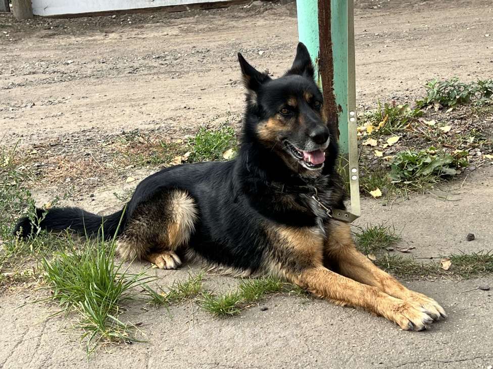 Собаки в Москве: Арчи в поисках дома Мальчик, Бесплатно - фото 6