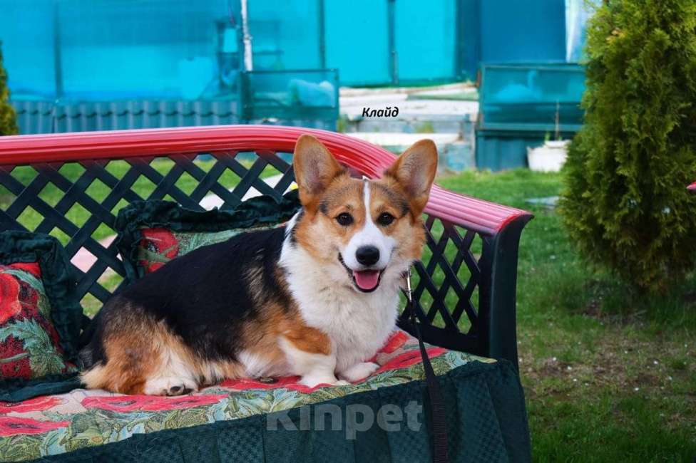 Собаки в Москве: Вельш-корги-пемброк щенки Девочка, 35 000 руб. - фото 5