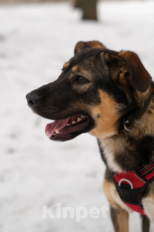 Собаки в Санкт-Петербурге: Сальма из приюта в добрые руки Девочка, Бесплатно - фото 10