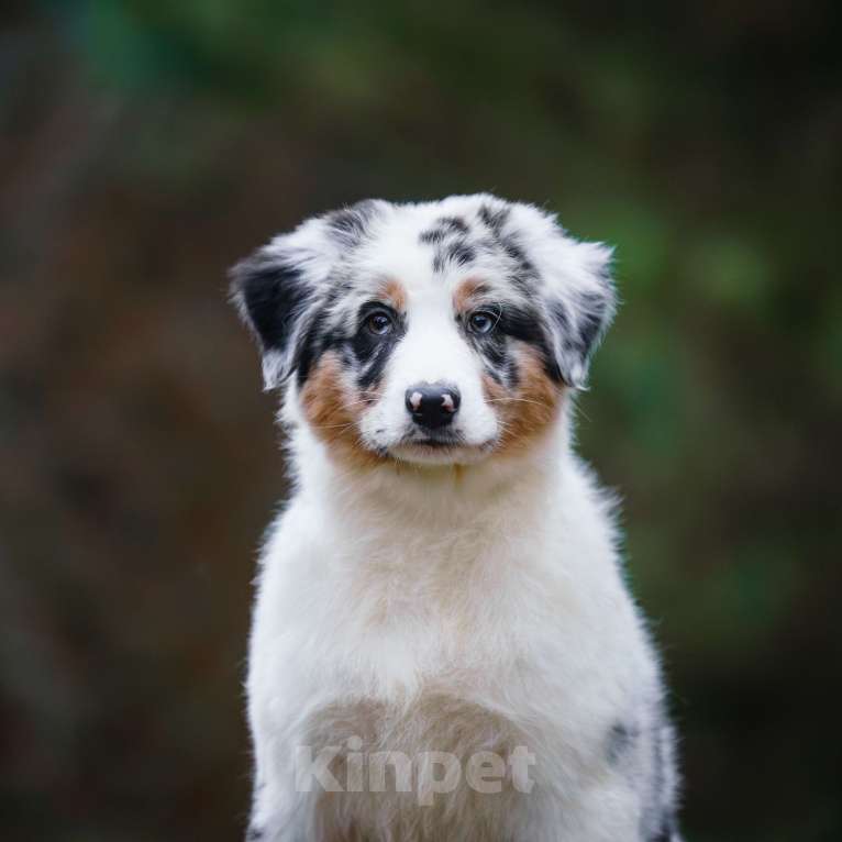 Собаки в Звенигороде: Австралийская овчарка (аусси) Мальчик, 90 000 руб. - фото 4