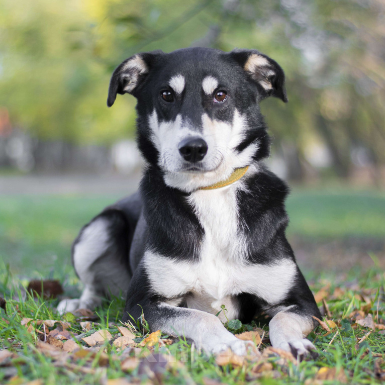 Собаки в Москве: Берси Мальчик, Бесплатно - фото 3