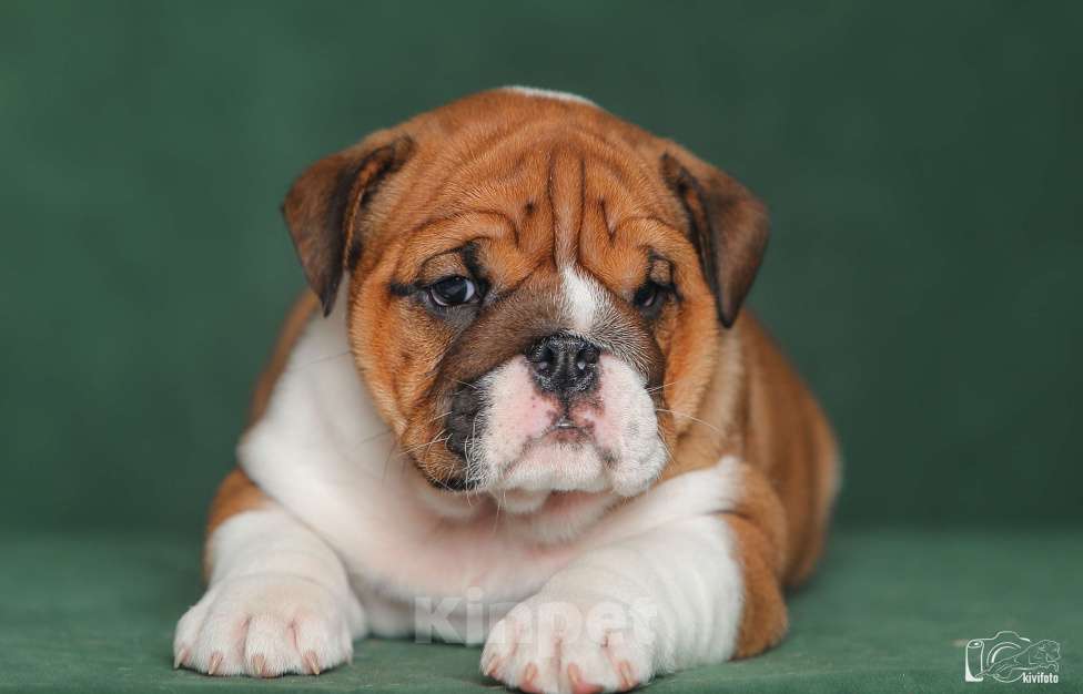Собаки в Обнинске: Щенки английского бульдога Девочка, 100 000 руб. - фото 3
