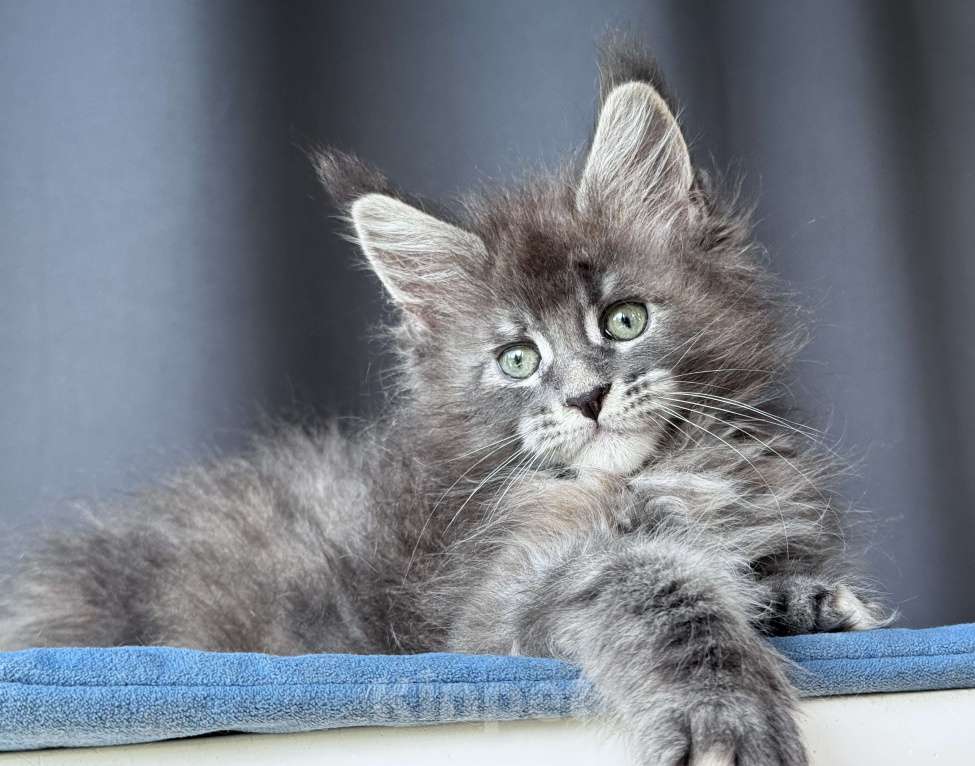 Кошки в Москве: Котёнок мейн-кун девочка Veyron Violet Cloud — зеленоглазая красотка Девочка, 90 000 руб. - фото 1