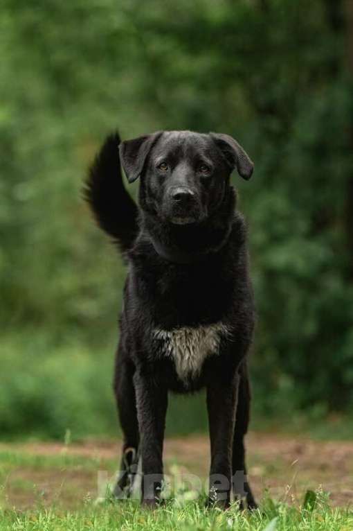 Собаки в Москве: Чёрный богатырь Макс в добрые руки. Мальчик, Бесплатно - фото 2