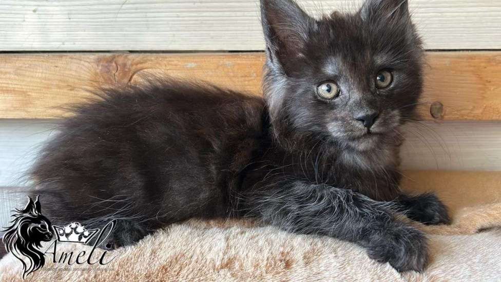 Кошки в Новосибирске: Котята мейн кун Мальчик, 50 000 руб. - фото 3