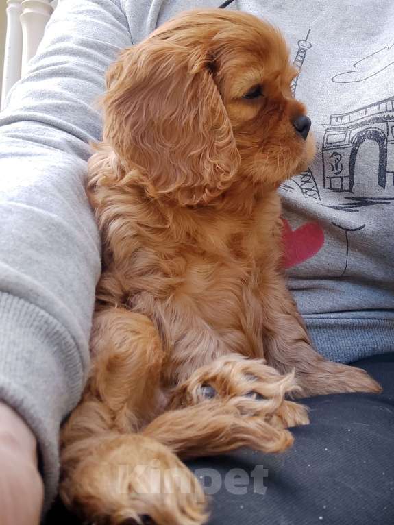 Собаки в Москве: Щенки Кавалер Кинг Чарлз Спаниель  паренек рубин. Мальчик, 50 000 руб. - фото 4