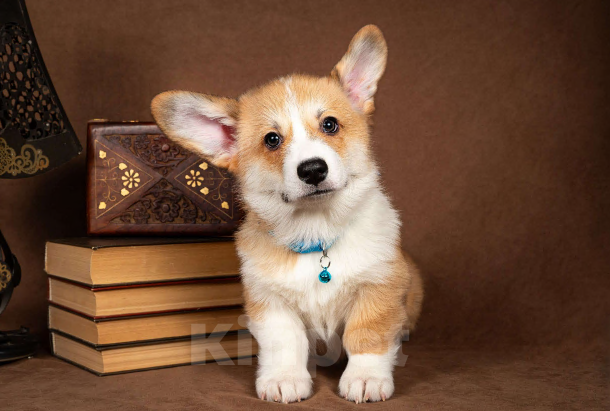 Собаки в Москве: Предлагаю  щенка корги Мальчик, 60 000 руб. - фото 3