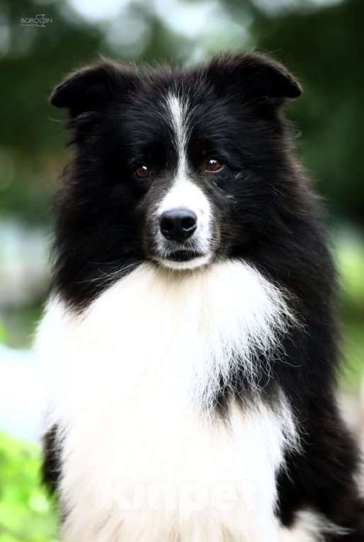 Собаки в других городах Алтайского края: Щенки Бордер Колли Мальчик, Бесплатно - фото 4