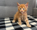 Кошки в Томске: Котята Мейн-кун Разнополые, 15 000 руб. - фото 4
