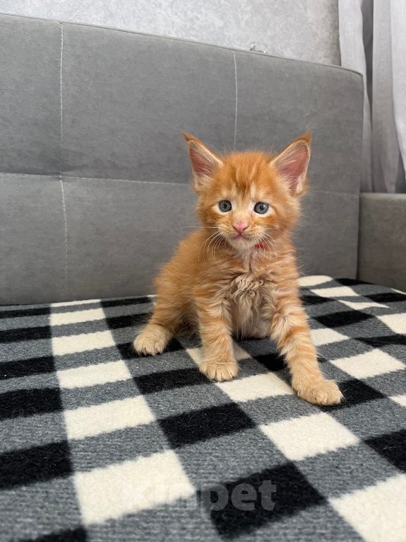 Кошки в Томске: Котята Мейн-кун Разнополые, 15 000 руб. - фото 4