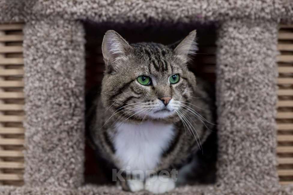 Кошки в Москве: Кот Сатурн в добрые руки Мальчик, Бесплатно - фото 4