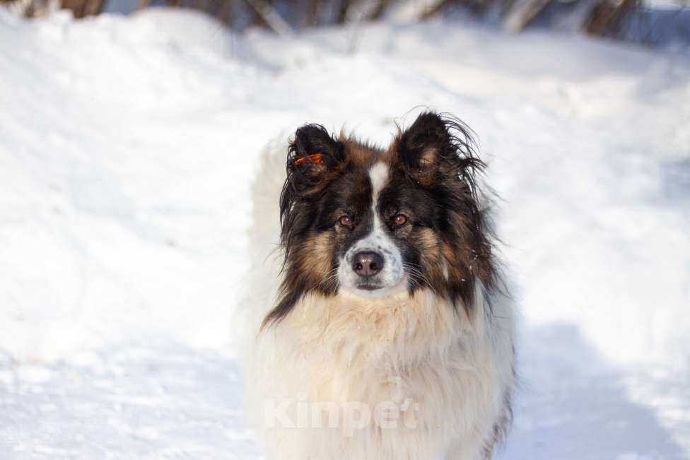 Собаки в Балашихе: Тейлор папильон XXL Мальчик, Бесплатно - фото 4