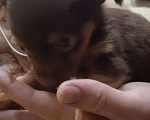 Собаки в Красноярске: Продам щенят Мальчик, 8 000 руб. - фото 6