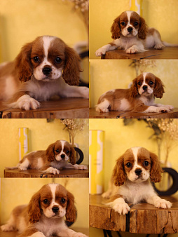 ККЧС Эдвард