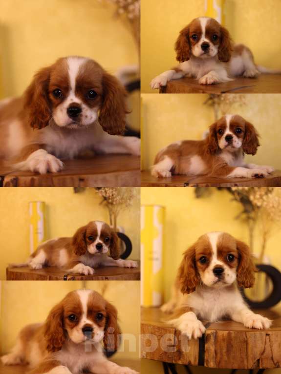 Собаки в Нижнем Новгороде: ККЧС Эдвард Мальчик, Бесплатно - фото 1