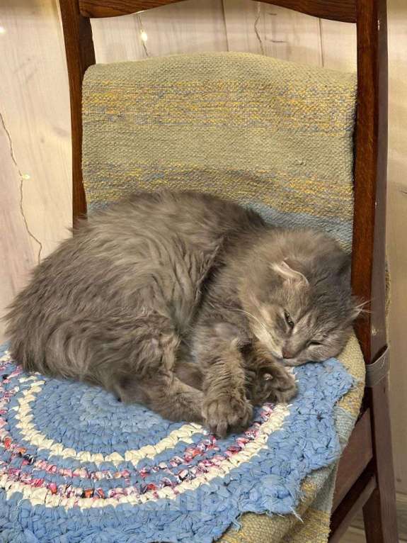 Кошки в Москве: Пушистая вислоушка Гресси. Кошка в добрые руки. Девочка, Бесплатно - фото 8