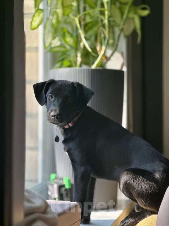 Собаки в Москве: Щенок ищет свою семью. Мальчик, Бесплатно - фото 2