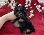 Собаки в Москве: Чёрный йорк мальчик стандарт без перецвета Мальчик, 50 000 руб. - фото 1