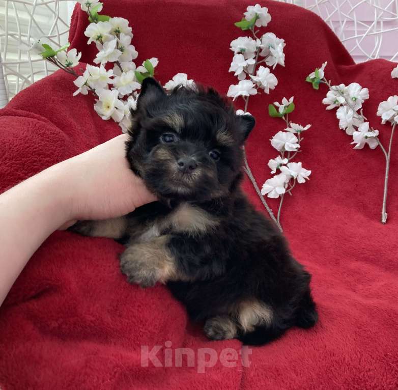 Собаки в Москве: Чёрный йорк мальчик стандарт без перецвета Мальчик, 50 000 руб. - фото 1