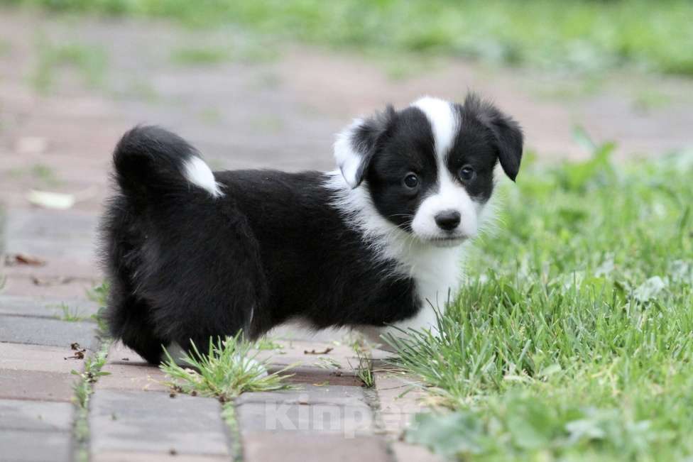Собаки в Москве: Щенки вельш корги кардиган Мальчик, Бесплатно - фото 4
