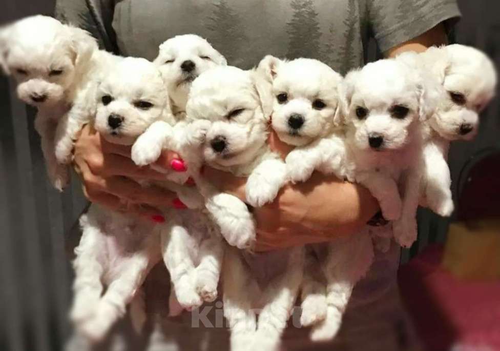 Собаки в Пушкино: Альтаир  Мальчик, 65 000 руб. - фото 2