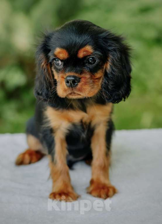 Собаки в Обнинске: Щенок Кавалер Кинг Чарльз Спаниель  Мальчик, 80 000 руб. - фото 2