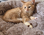 Кошки в Москве: Котенок Лучик ищет дом Мальчик, Бесплатно - фото 4
