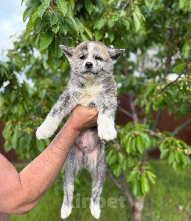Собаки в Туле: Щенки Акита-ину Мальчик, 40 000 руб. - фото 2