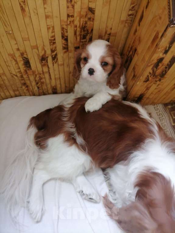Собаки в Москве: Кавалер Кинг Чарльз спаниель Мал Мальчик, 80 000 руб. - фото 2