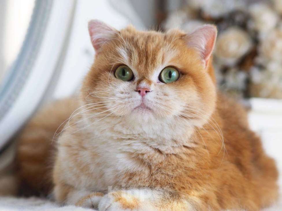 Кошки в Москве: Кошечка британская для разведения  Девочка, 100 000 руб. - фото 4